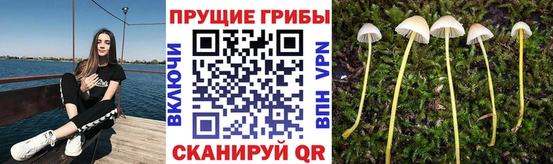 Купить закладки  Кола  Псилоцибиновые грибы ЛСД 